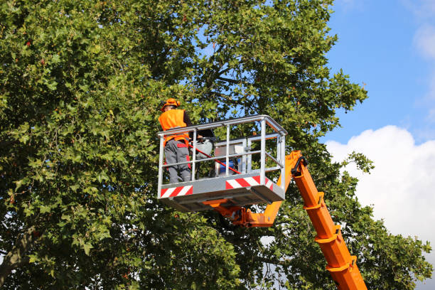 Orcutt, CA Tree Care Services Company