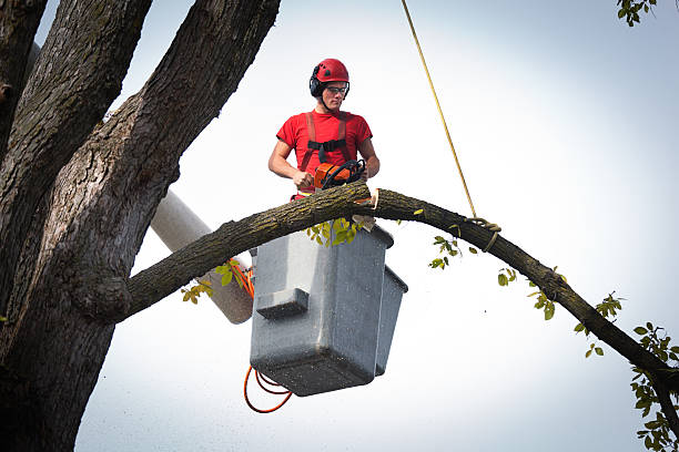 Best Commercial Tree Services  in Orcutt, CA