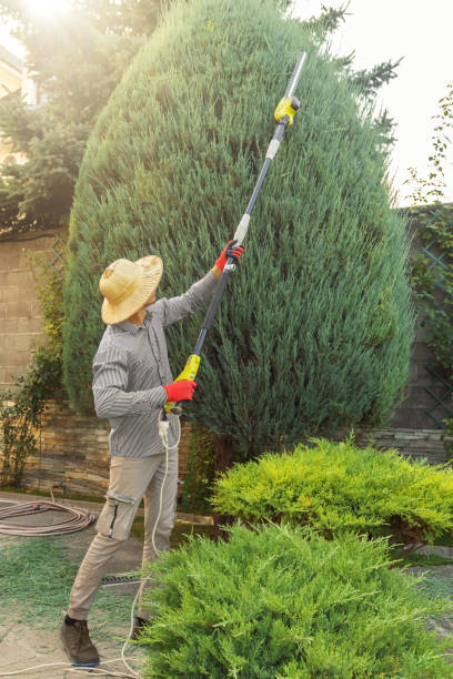 Best Mulching Services  in Orcutt, CA